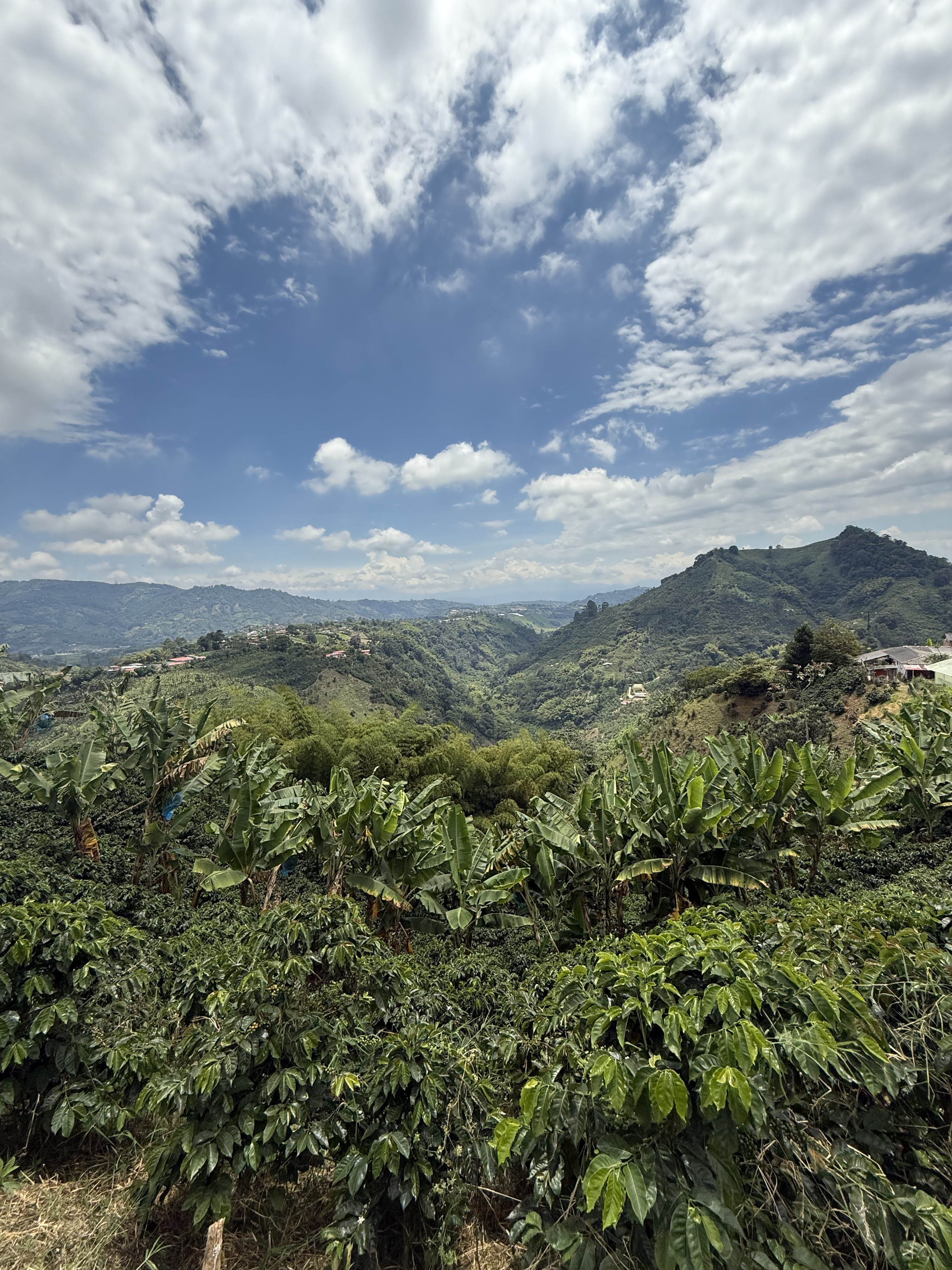 Cafeto creciendo en altura