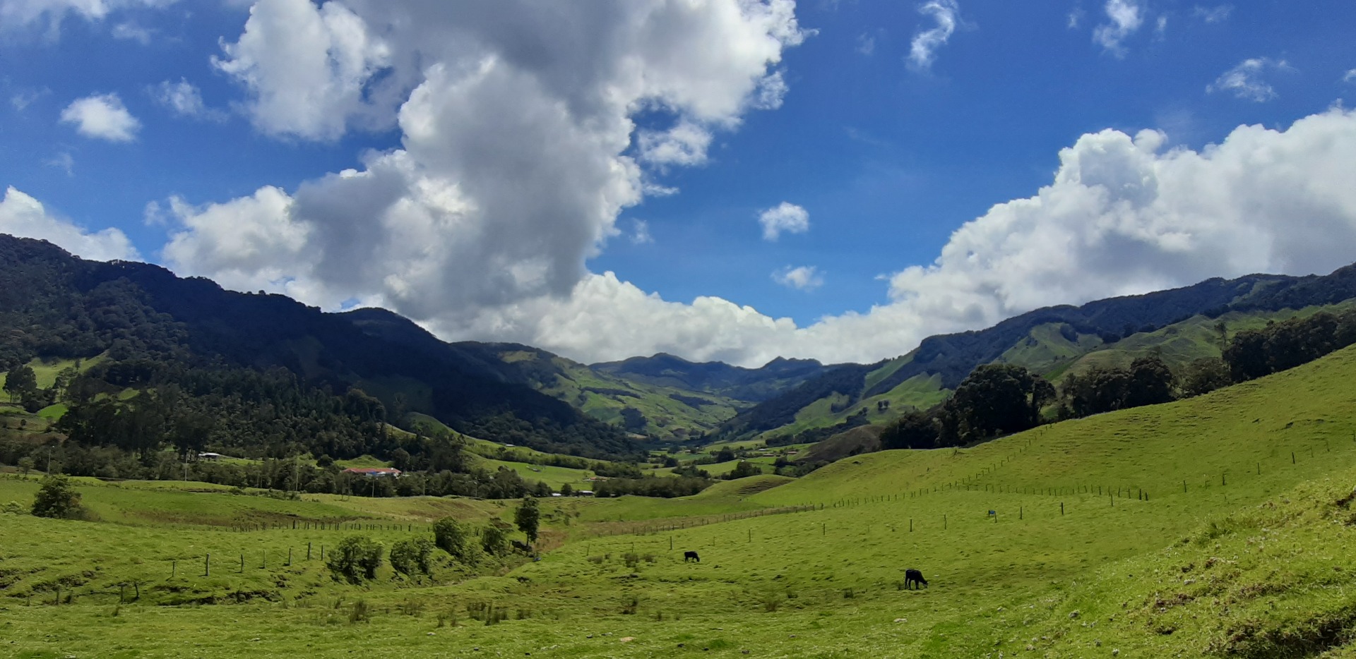 Campo de cultivo de café